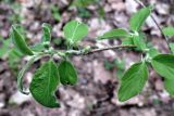 Lonicera xylosteum. Верхушка побега с нераскрывшимися бутонами. Московская обл., Серпуховский р-н, сосновый лес вблизи с. Лужки. 24.04.2024.