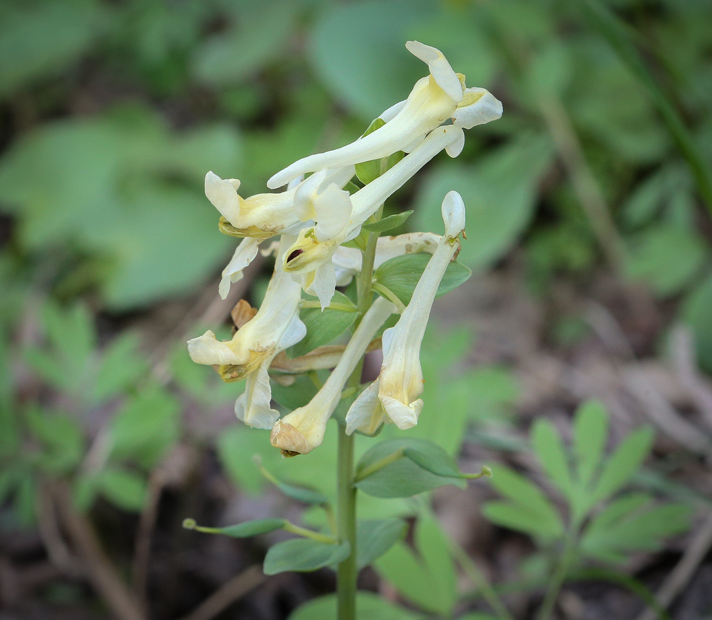 Image of Corydalis marschalliana specimen.