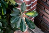 Heptapleurum arboricola
