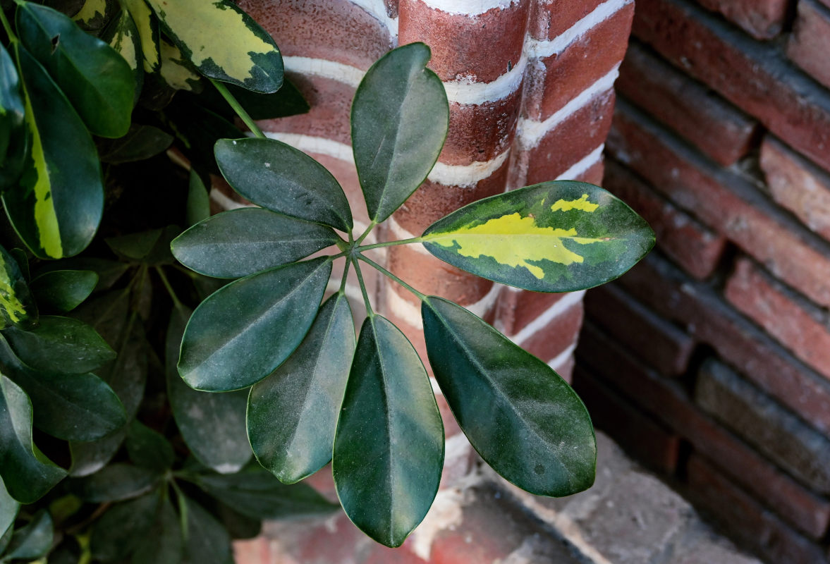 Image of Heptapleurum arboricola specimen.