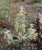 Paraeremostachys sogdiana. Цветущее растение с кормящимся перепончатокрылым насекомым. Узбекистан, Джизакская обл., хр. Нуратау, Нуратинский заповедник, ур. Хаятсай, ок. 1400 м н.у.м., щебнистый склон, среди злаково-разнотравной растительности. 15.05.2024.