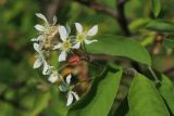Amelanchier canadensis