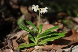 Chimaphila umbellata