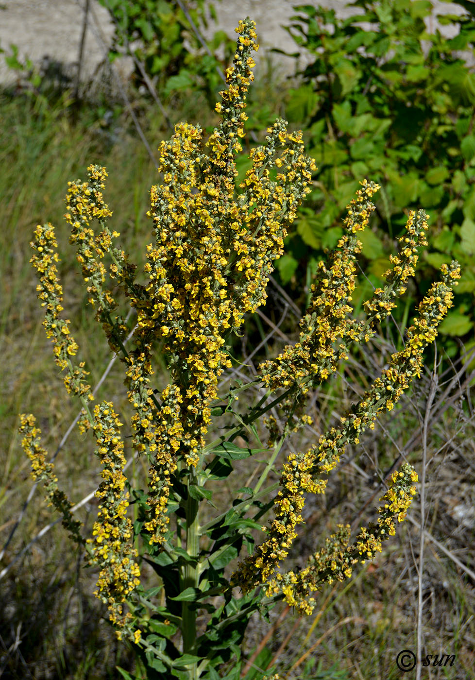 Image of Verbascum lychnitis specimen.