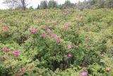 Rosa × majorugosa. Сообщество с доминированием шиповника (розарий). Ленинградская обл., Лужский р-н, окр. дер. Кемка, высокая прирусловая пойма. 14.06.2024.