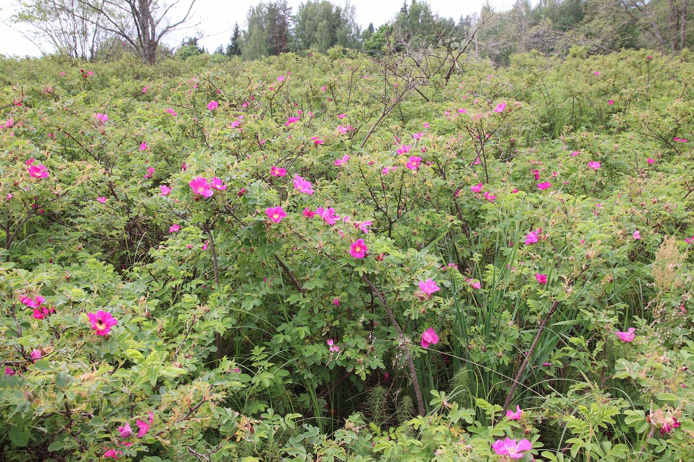 Image of Rosa × majorugosa specimen.