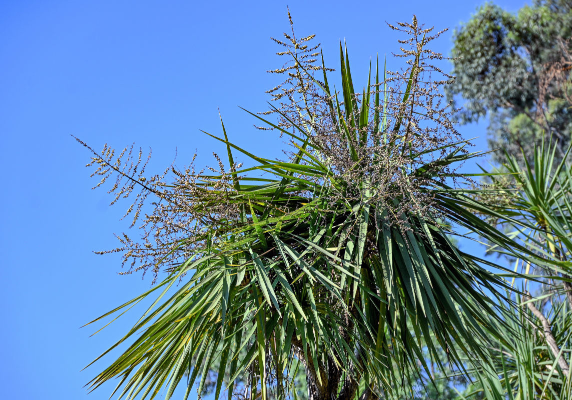 Image of Cordyline australis specimen.