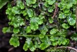 Conocephalum conicum