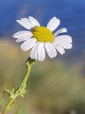 Anthemis maritima. Верхушка побега с соцветием с сидящей гусеницей. Испания, Каталония, пров. Жирона, комарка Альт-Эмпорда, муниципалитет Сан-Педро-Пескадор, устье р. Вель (так же El Riuet), пляж Риуэт, подножие тылового склона дюны. 19.10.2024.
