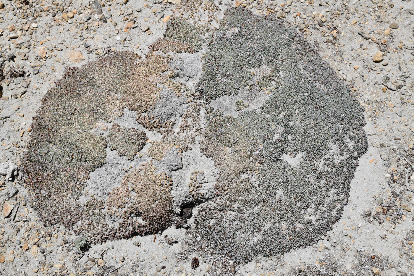 Image of Acantholimon diapensioides specimen.