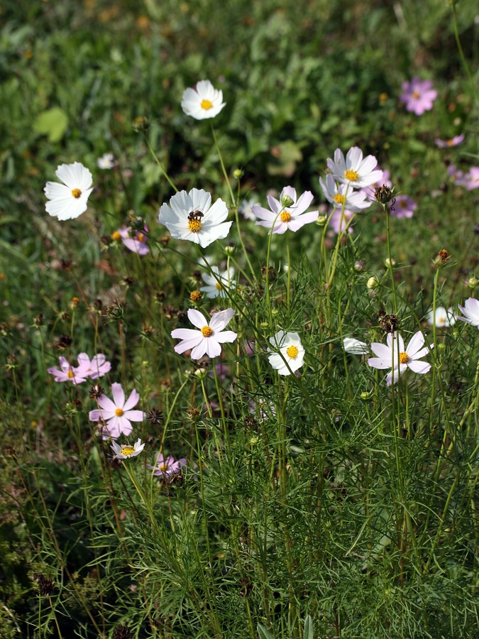 Image of Cosmos bipinnatus specimen.