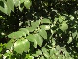 Ligustrum lucidum