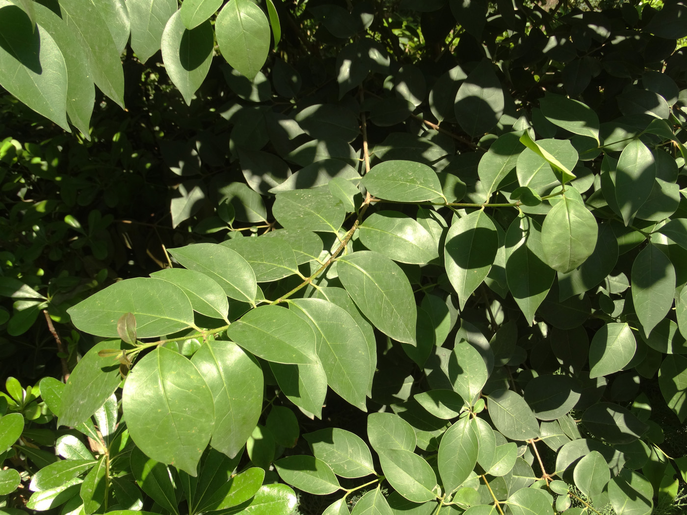 Image of Ligustrum lucidum specimen.