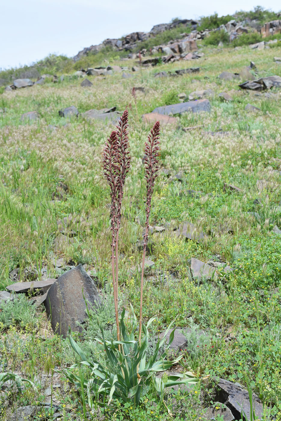 Image of Eremurus cristatus specimen.