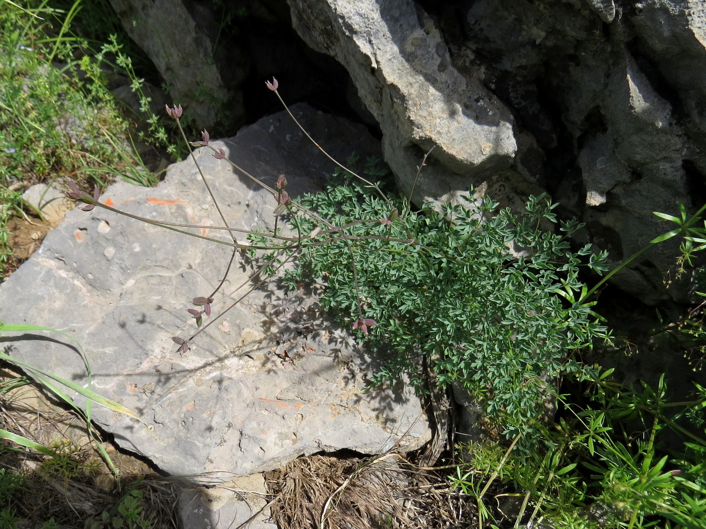 Изображение особи Thalictrum isopyroides.