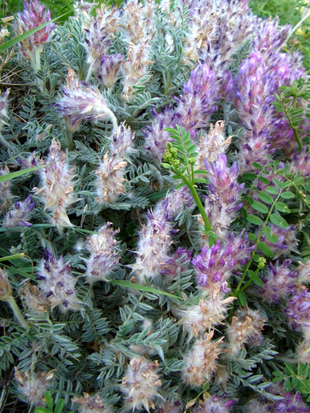 Изображение особи Astragalus uraniolimneus.