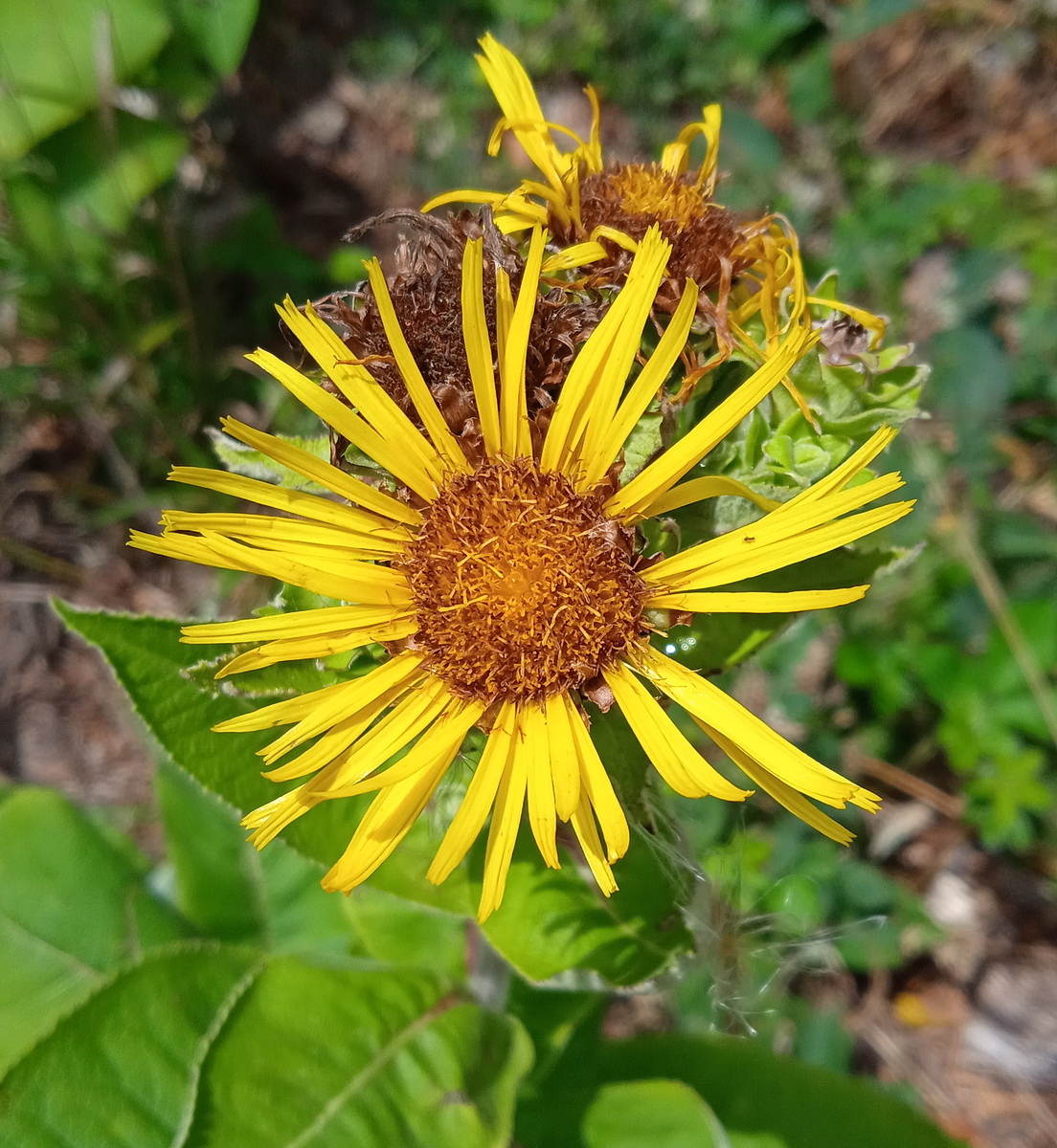 Изображение особи Inula helenium.