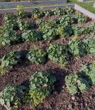 Alchemilla mollis