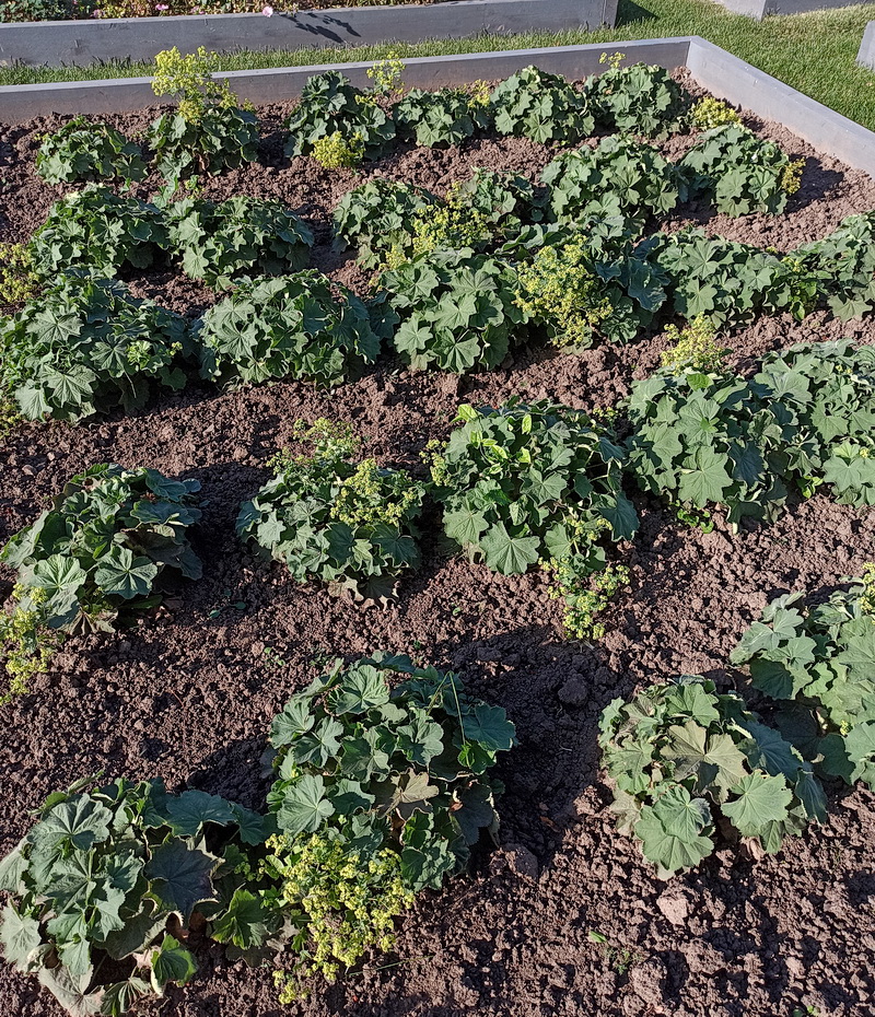 Изображение особи Alchemilla mollis.