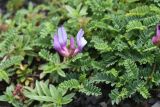 род Astragalus