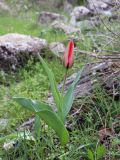 Tulipa affinis