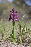 Anacamptis morio ssp. caucasica