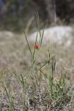 Lathyrus sphaericus. Цветущее растение. Крым, Севастополь, Байдарская дол., можжевеловое редколесье. 30.04.2025.