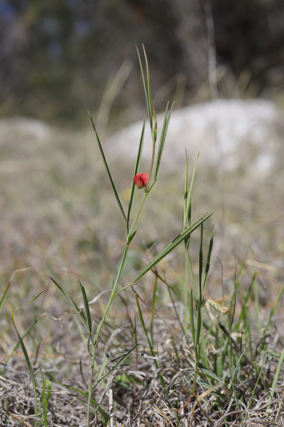 Изображение особи Lathyrus sphaericus.