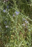 Cynoglossum creticum. Верхушка цветущего и плодоносящего растения. Испания, Каталония, пров. Жирона, комарка Баш Эмпорда, муниципалитет Калонже, заросли кустарников по кромке залежи. 07.05.2025.