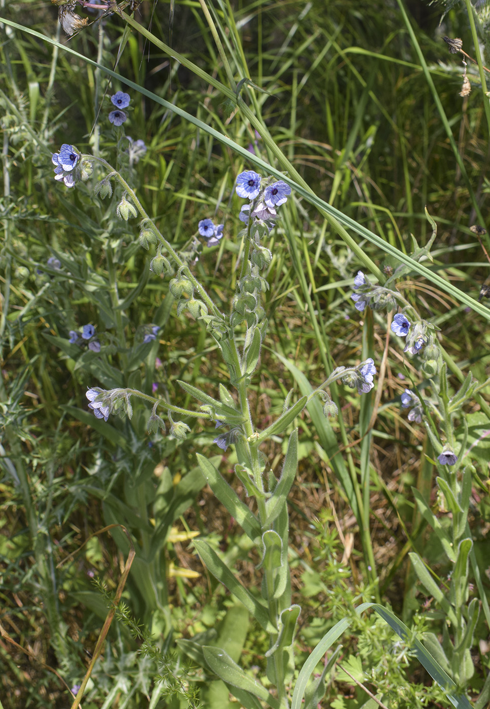 Image of Cynoglossum creticum specimen.