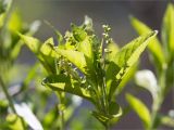 Mercurialis perennis. Верхушка цветущего растения. Ленинградская обл., Ломоносовский р-н, дол. р. Шингарка, разнотравный луг на известняке. 01.05.2025.