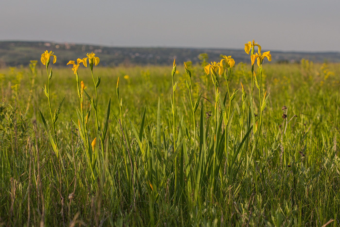 Изображение особи Iris pseudacorus.