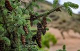 Picea meyeri. Верхушка ветви со зрелыми шишками. Китай, пров. Ганьсу, хр. Циляньшань, дол. Матисы, ≈ 2600 м н.у.м., опушка смешанного леса. 05.06.2025.