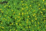 Trifolium campestre