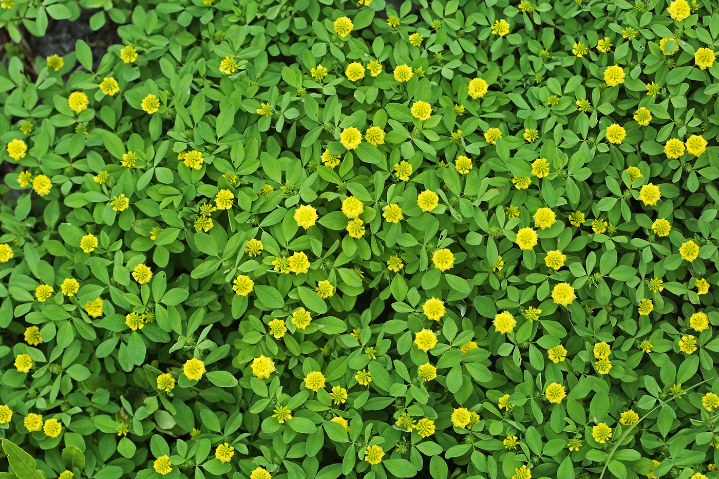Image of Trifolium campestre specimen.