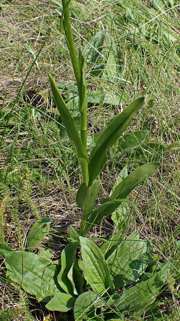 Изображение особи Gymnadenia conopsea.