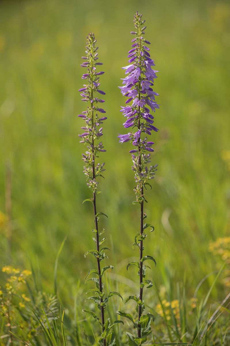 Изображение особи Campanula bononiensis.