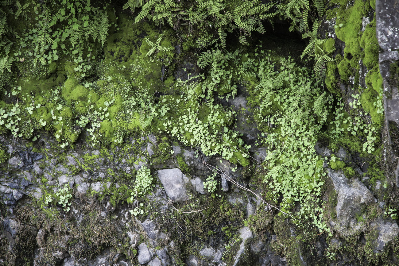 Image of Saxifraga cernua specimen.