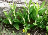 Polygonatum odoratum. Цветущие растения на склоне доломитового холма. Венгрия, окр. Будапешта, Будайские горы. 27.04.2010.