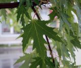 Acer saccharinum. Лист. Татарстан, Агрызский р-н, г. Агрыз, озеленение. 12.08.2025.