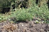 род Chenopodium. Цветущее растение. Приморский край, Шкотовский р-н, с. Новонежино, сорное в саду. 21.09.2025.