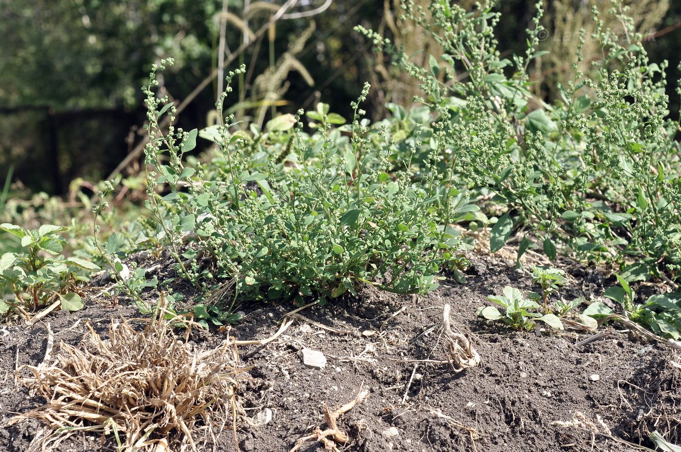 Изображение особи род Chenopodium.