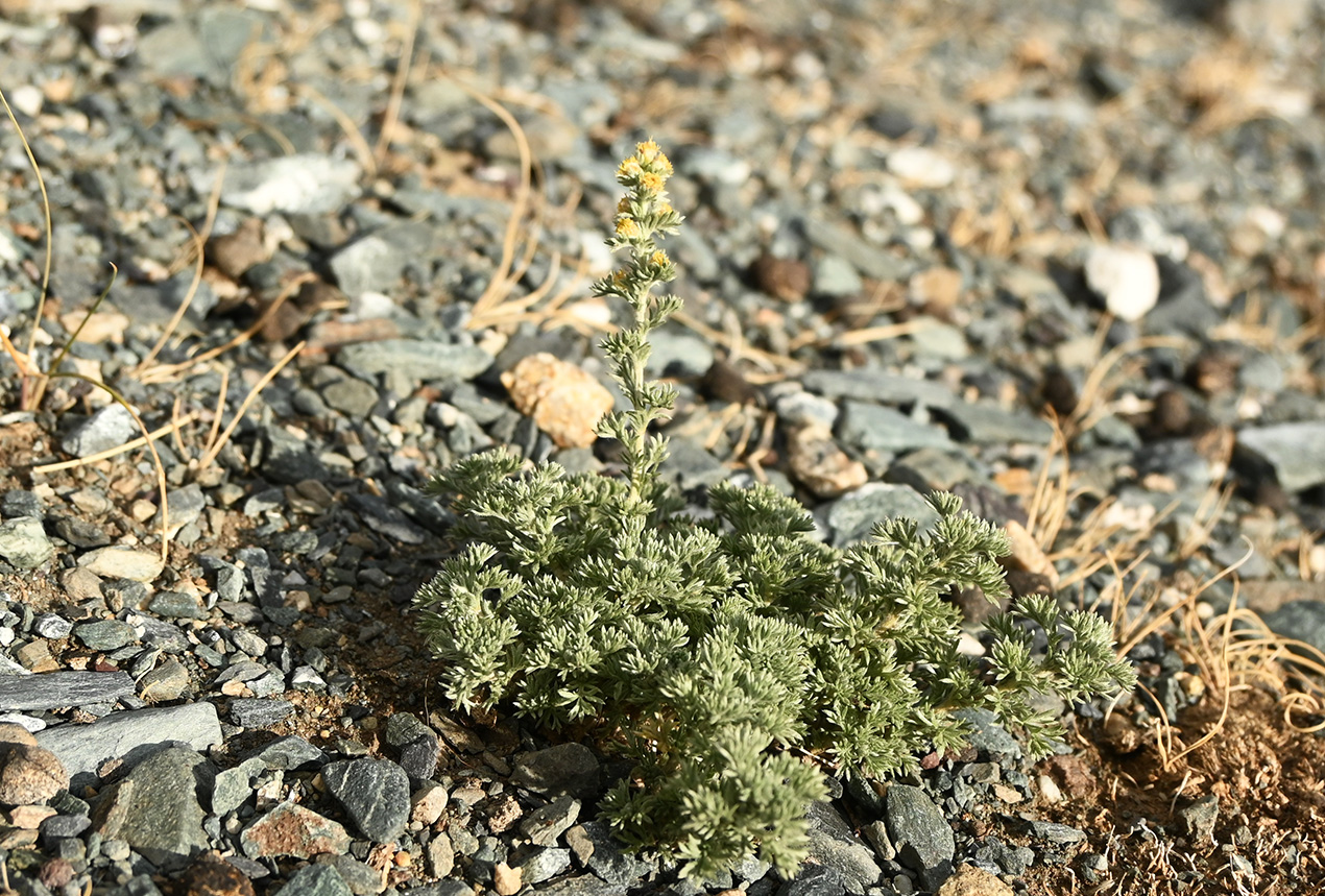 Image of genus Artemisia specimen.