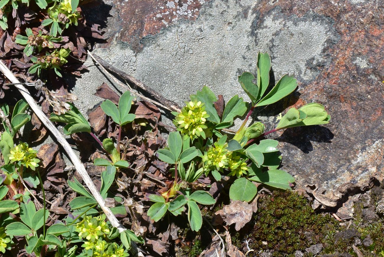 Изображение особи Sibbaldia semiglabra.