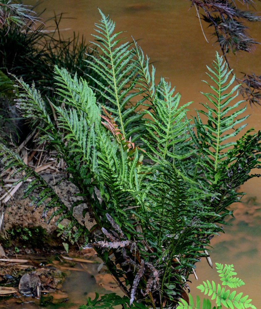 Image of Neoblechnum brasiliense specimen.