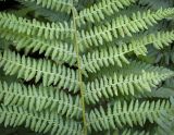 Athyrium filix-femina. Часть вайи. Абхазия, Гагрский р-н, 1650 м н.у.м., широколиственный лес, обочина грунтовой дороги. 12.06.2025.