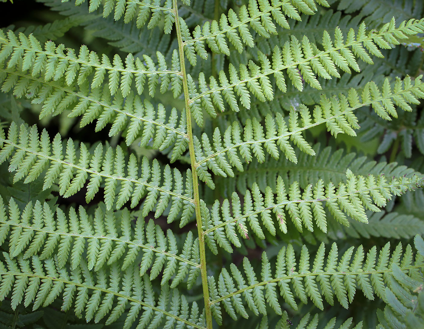 Image of Athyrium filix-femina specimen.