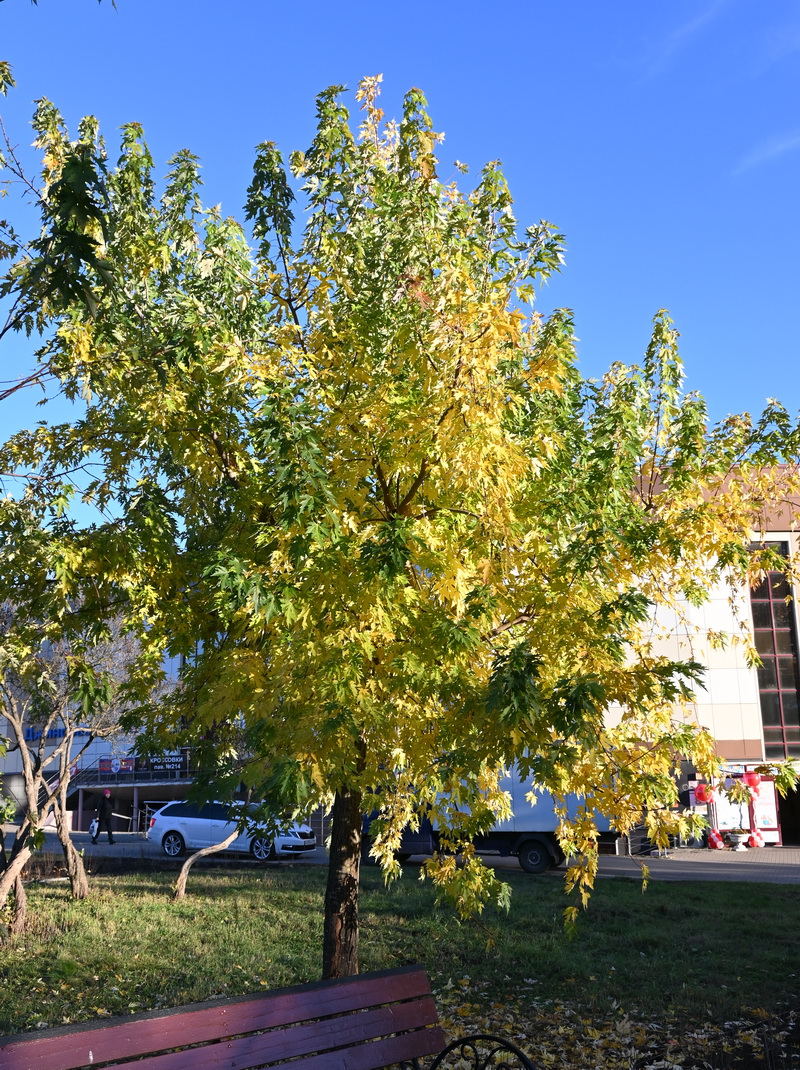 Изображение особи Acer saccharinum.