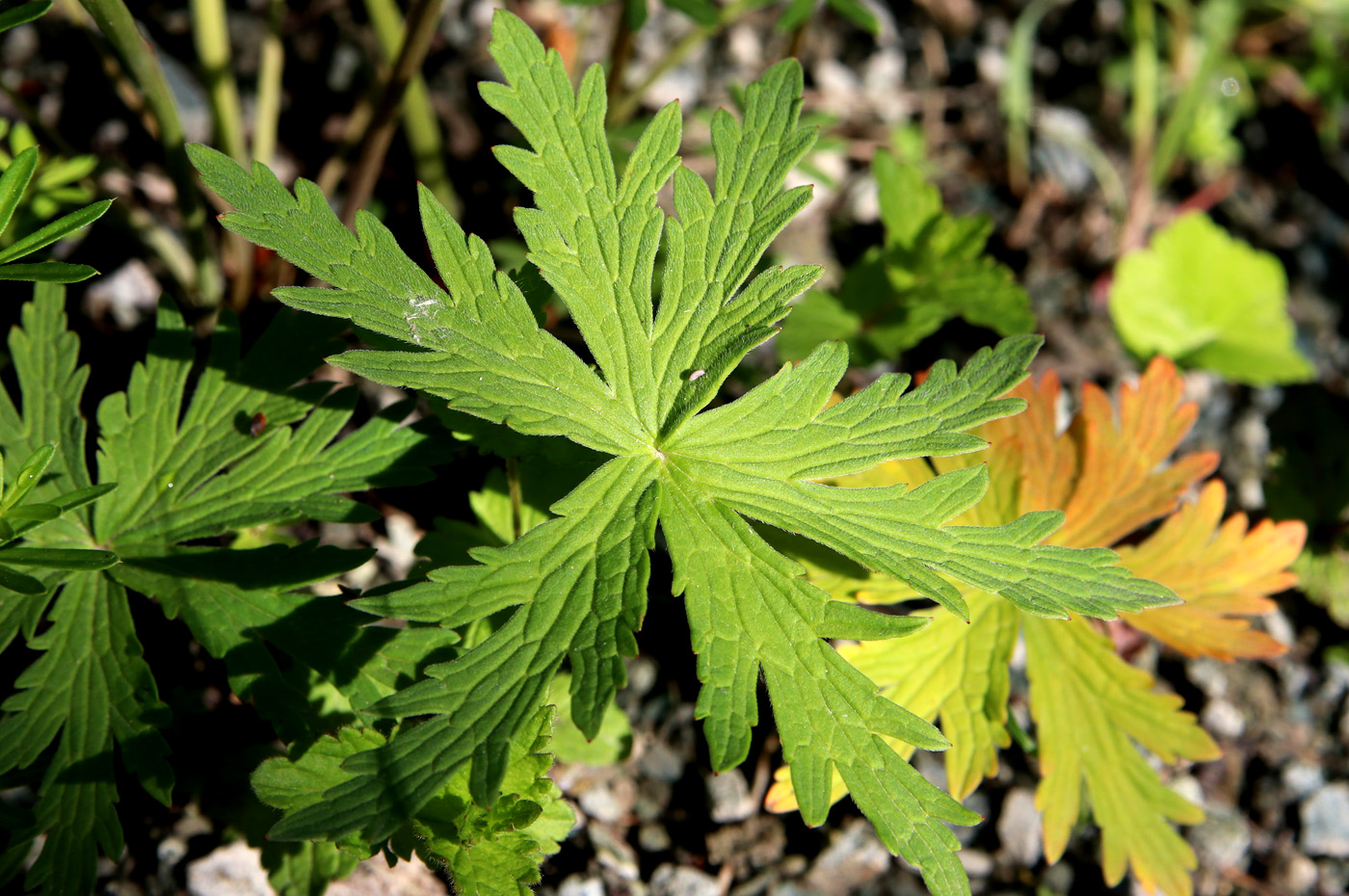Image of Geranium sylvaticum specimen.