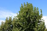 Tilia × europaea. Верхушки крон угнетённых плодоносящих растений. С.-Петербург, Кировский р-н, декоративное озеленение. 24.08.2025.